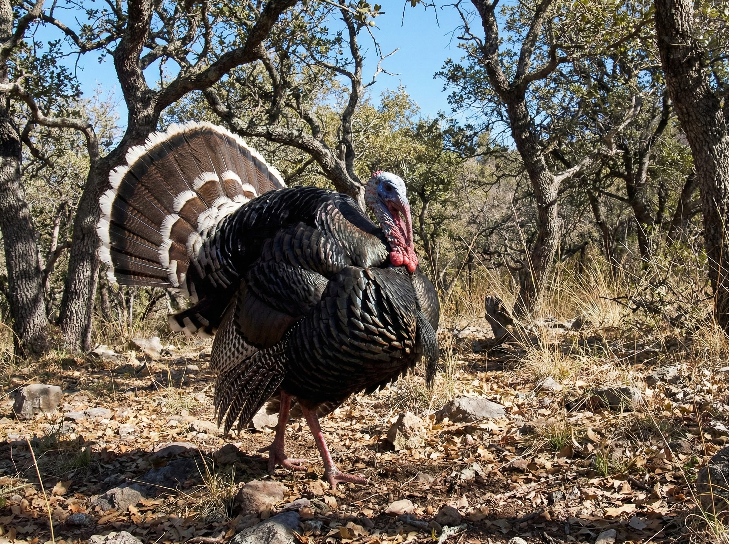 Gould's Wild Turkey